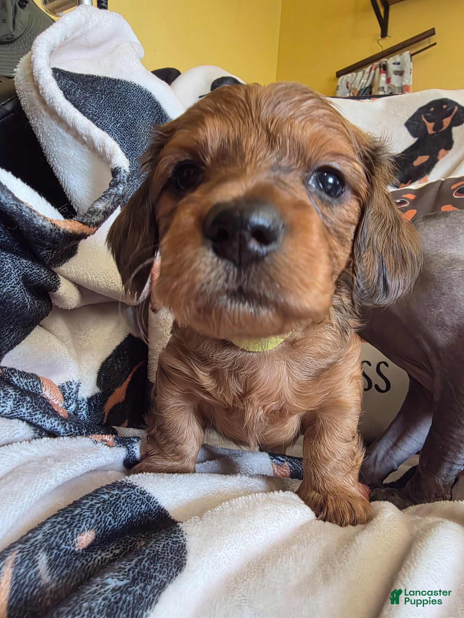 Miniature Dachshund dogs Lady  - Ad 1