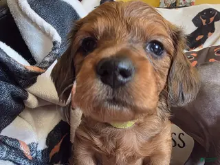 Miniature Dachshund dogs for sale: Lady - Ad 2