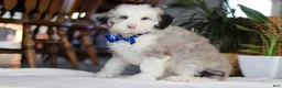 Sheepadoodle dogs for sale: Eggbert - Ad 4