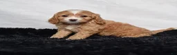 Cavapoo dogs for sale: Wren - Ad 4