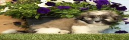Lhasa Apso dogs for sale: Kingston - Ad 1