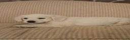 Golden Retriever dogs for sale: Ruby - Ad 1