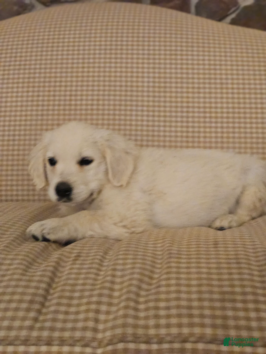 Golden Retriever dogs for sale: Ruby - Ad 1