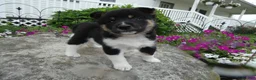 Shiba Inu dogs for sale: Shiba Inu 4 Freddy - Ad 6