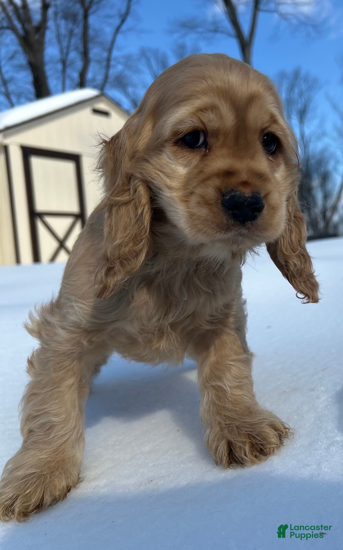 Cocker Spaniel dogs Abe - Ad 15