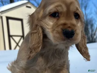 Cocker Spaniel dogs Abe - Ad 15