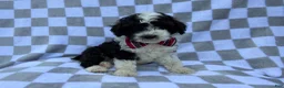 Cockapoo dogs for sale: Fritz - Ad 2
