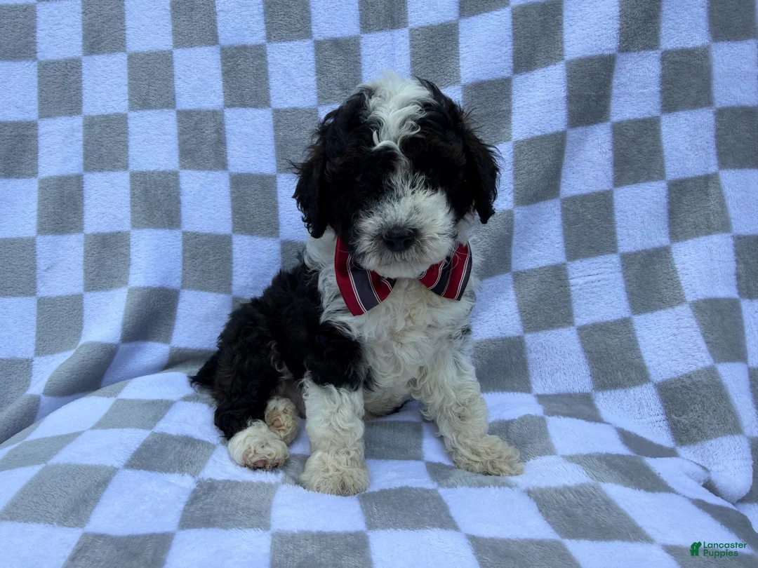Cockapoo dogs for sale: Fritz - Ad 2