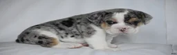 Beabull dogs for sale: Champ - Ad 7