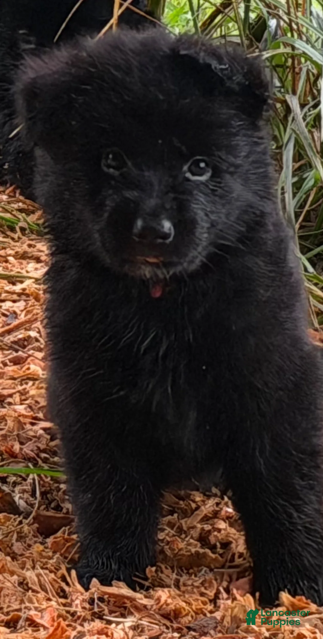 German Shepherd dogs for sale: German Shepherd Puppy 1 - Ad 7