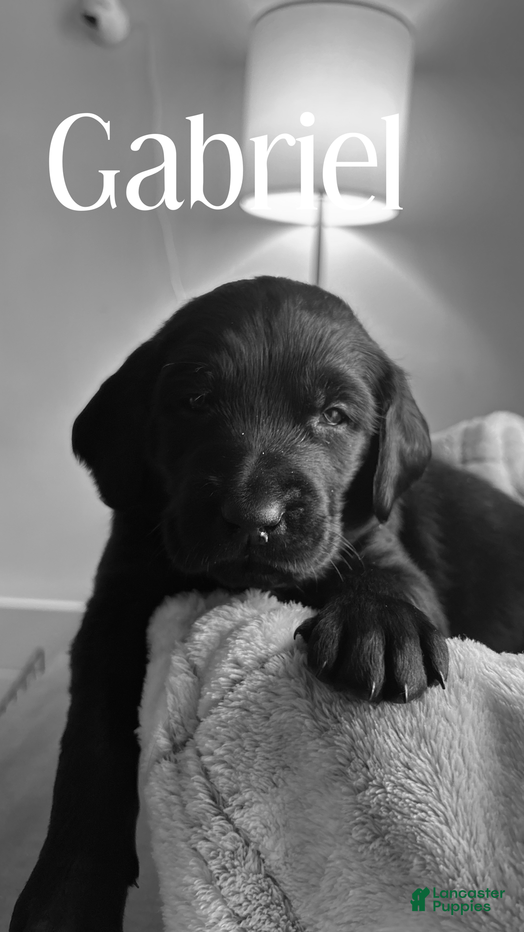 Mixed Breed dogs Golden Labradoodle Puppy 2 Red Collar - Ad 30