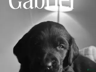 Mixed Breed dogs Golden Labradoodle Puppy 2 Red Collar - Ad 30