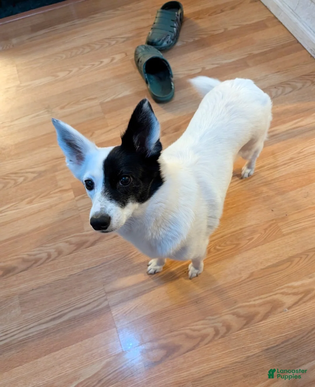 Mixed Breed dogs for sale: Mixed Breed Puppy 1 - Ad 5