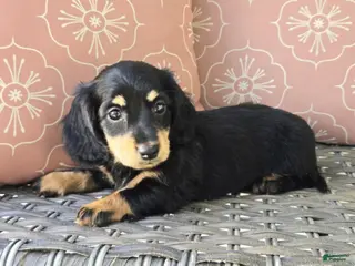 Dachshund dogs for sale: Crystal - Ad 1