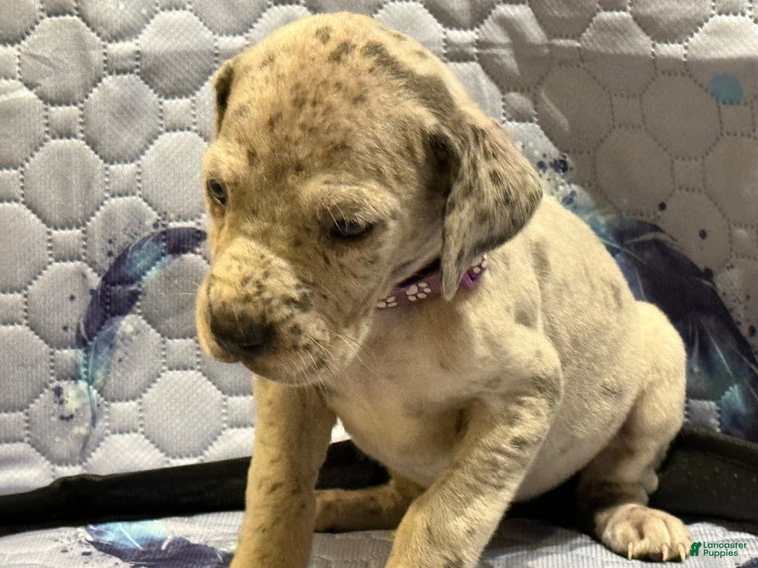 Great Dane dogs for sale: Amy - Ad 2