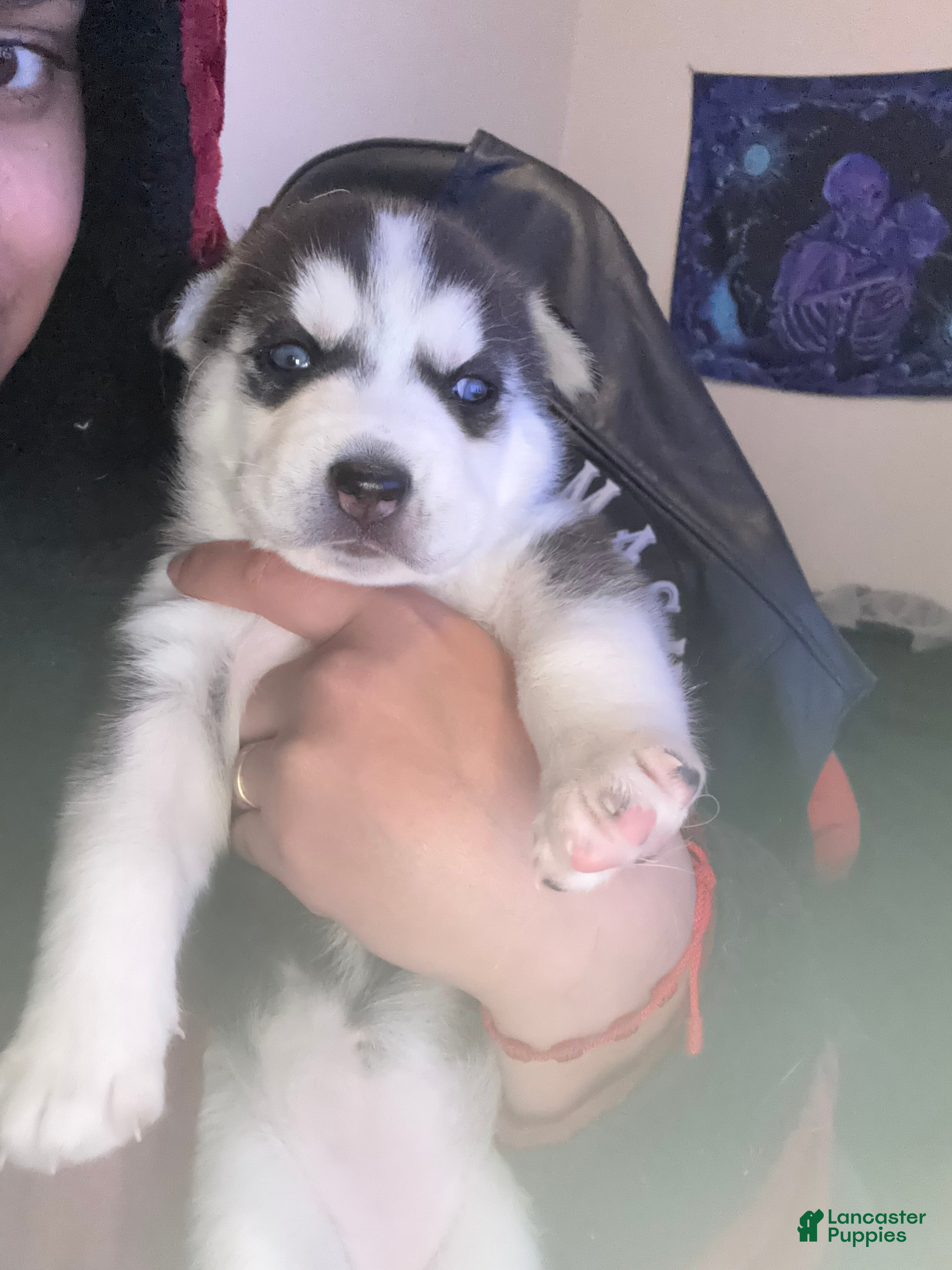 Siberian Husky dogs Siberian Husky Puppy 3 - Ad 2