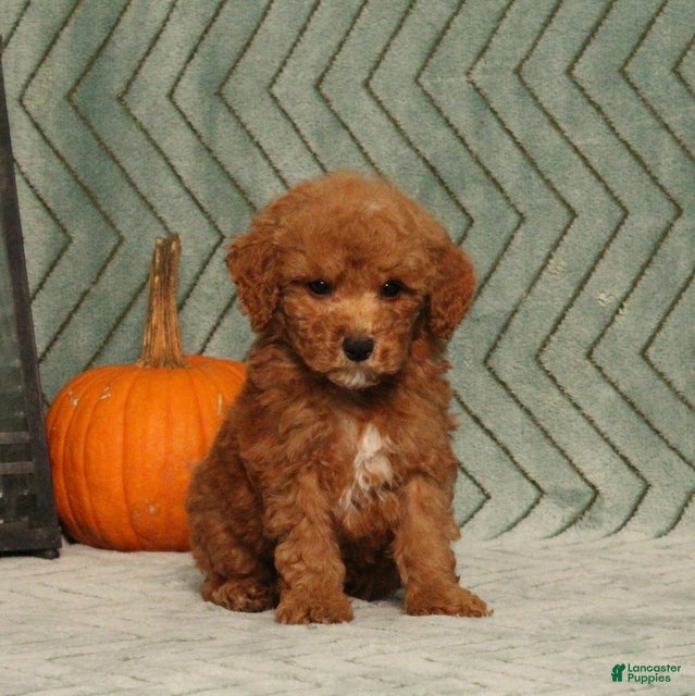 Miniature Poodle dogs Garfield - Ad 1