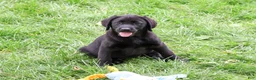 Labrador Retriever dogs for sale: Max - Ad 3