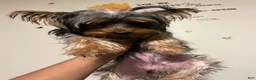 Yorkshire Terrier dogs for sale: Yorkshire Terrier 1 - Ad 2