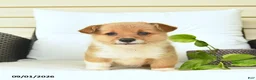 Welsh Corgi Pembroke dogs for sale: Blossom  - Ad 3