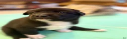 Mixed Breed dogs for sale: Mixed Breed 3 - Ad 1