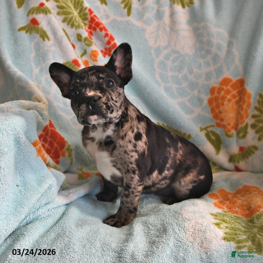Frenchton dogs Audrey - Ad 2