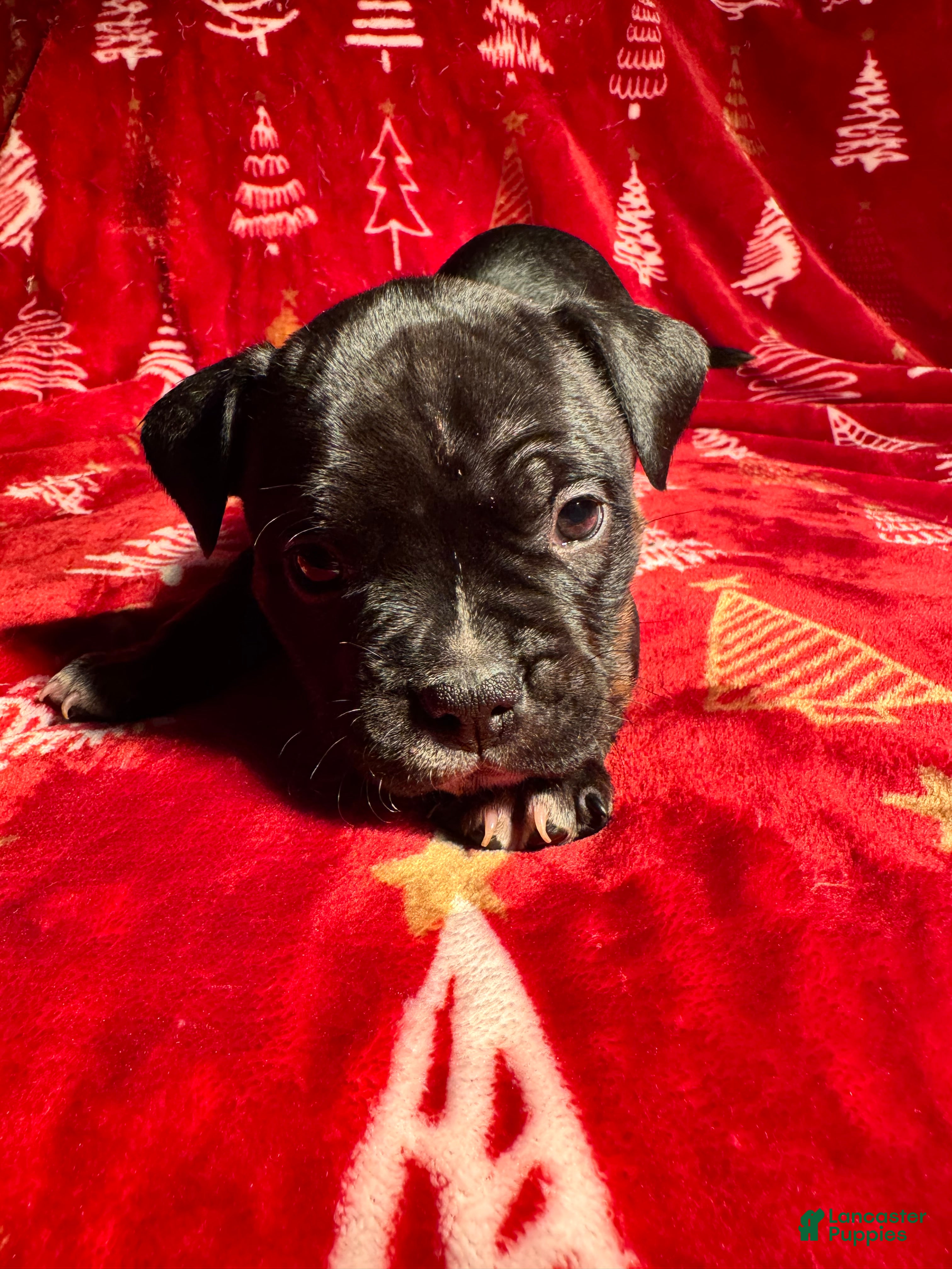 American Bully dogs American Bully Puppy 8 - Ad 3