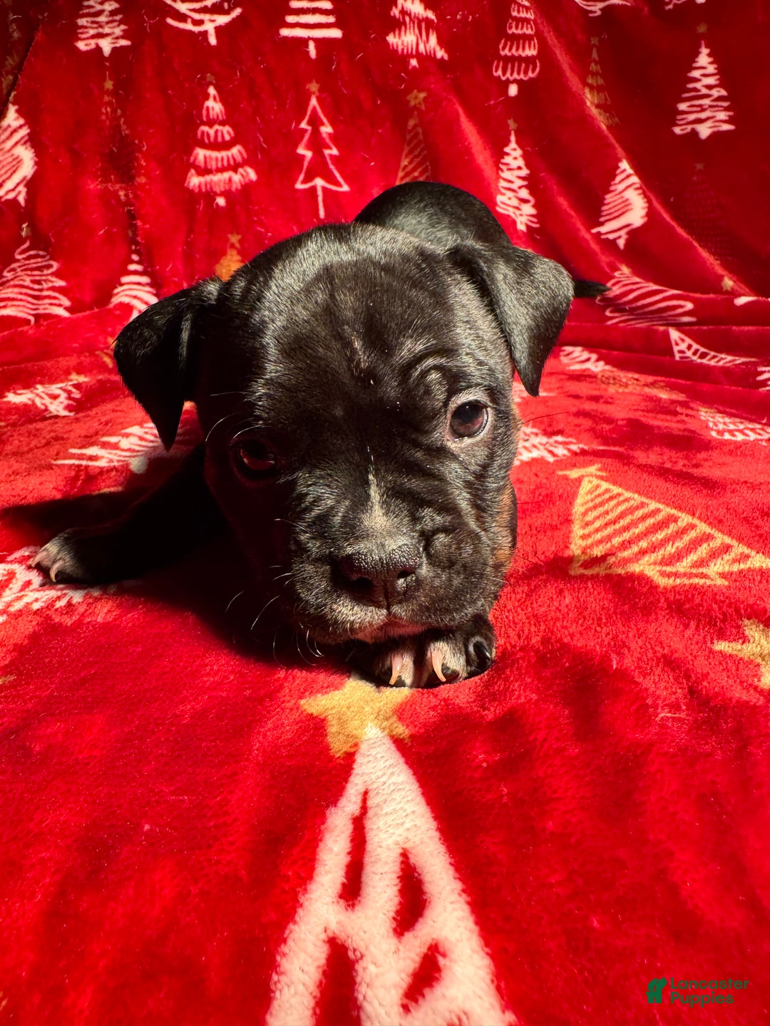 American Bully dogs for sale: American Bully Puppy 8 - Ad 1