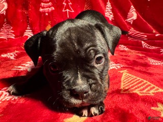 American Bully dogs American Bully Puppy 8 - Ad 8