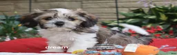 Mixed Breed dogs for sale: Nico - Ad 3