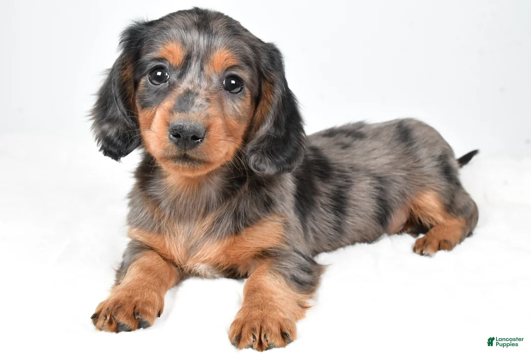 Dachshund dogs for sale: Sammy - Ad 7