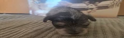 Miniature Schnauzer dogs for sale: Rice - Ad 2