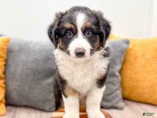 Australian Shepherd dogs - Ad 15