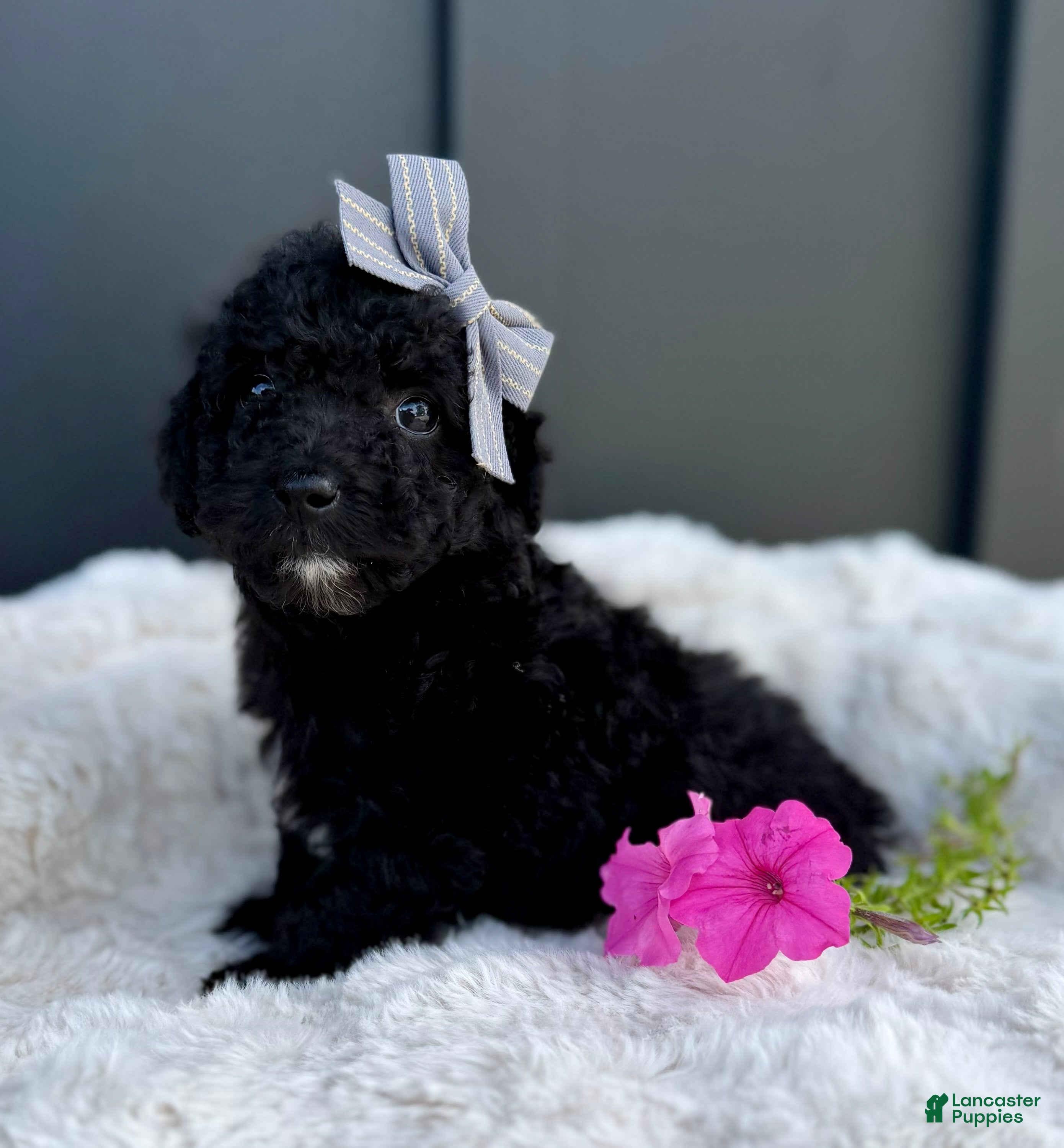 Mini Goldendoodle dogs SPENCER - Ad 1