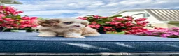 Cavapoo dogs for sale: Nola - Ad 7