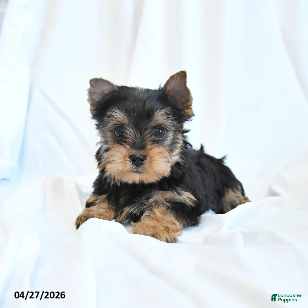 Yorkshire Terrier dogs for sale: Jojo - Ad 2