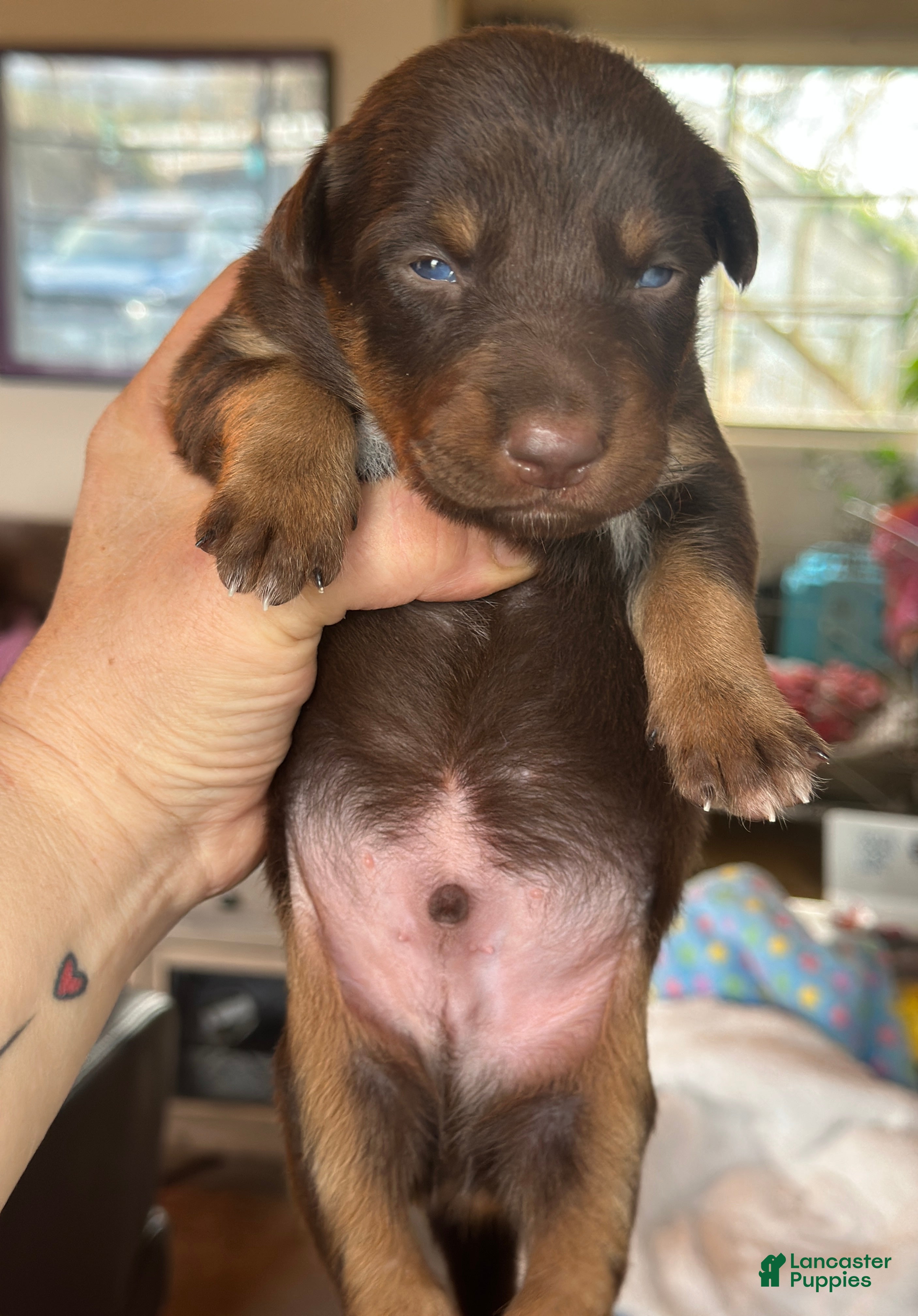 Mixed Breed dogs Kelpie/Mcnab/Border Collie  Puppy 9 - Ad 1