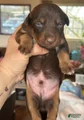 Kelpie/Mcnab/Border Collie Puppy 9