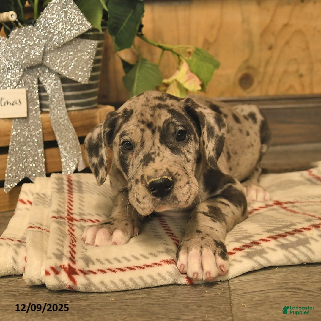 Great Dane dogs for sale: Alpha  - Ad 3