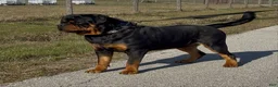 Rottweiler dogs for sale: Maximus Jr - Red Collar  - Ad 4