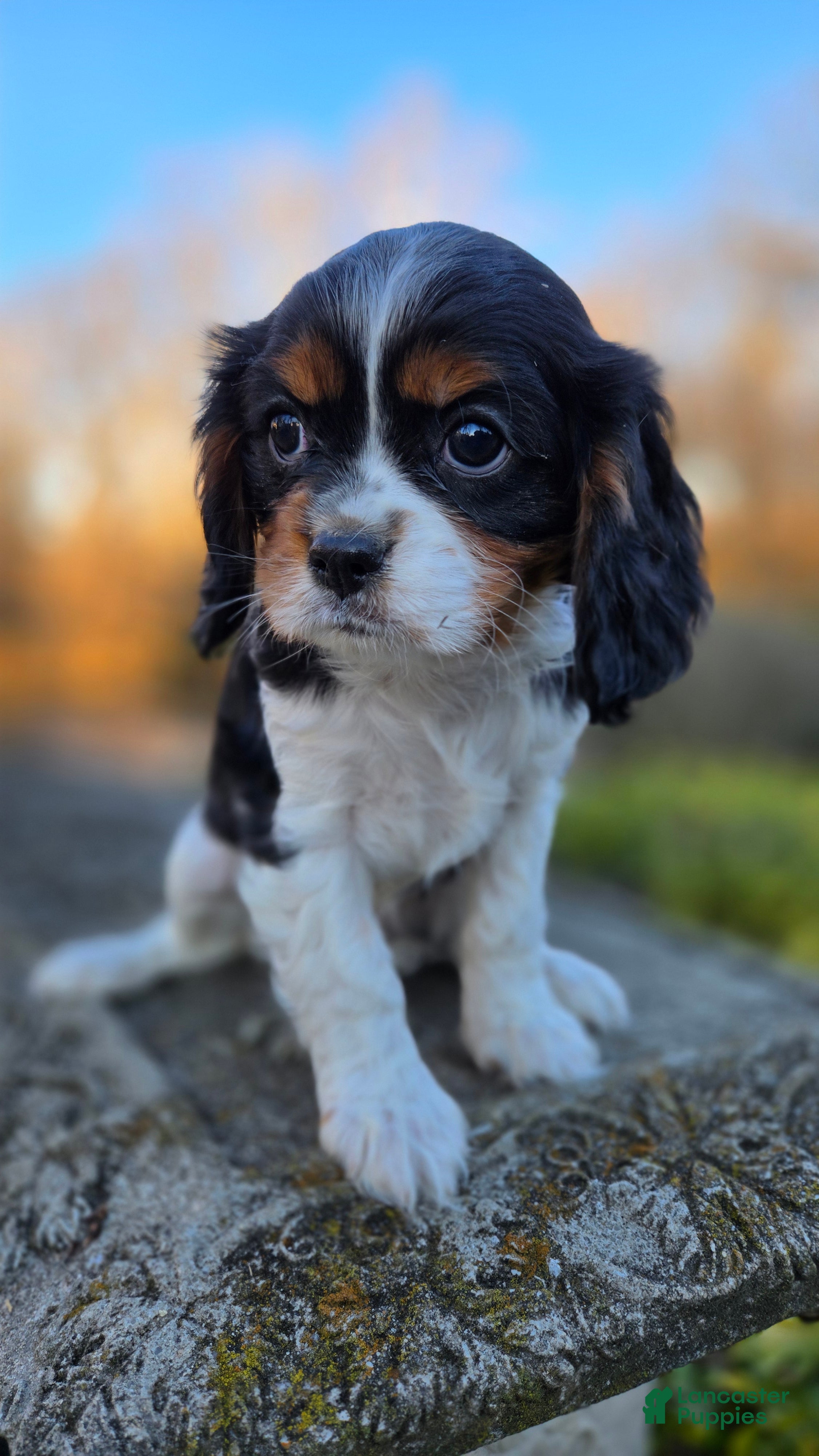 Cavalier King Charles Spaniel dogs Vivian - Ad 2
