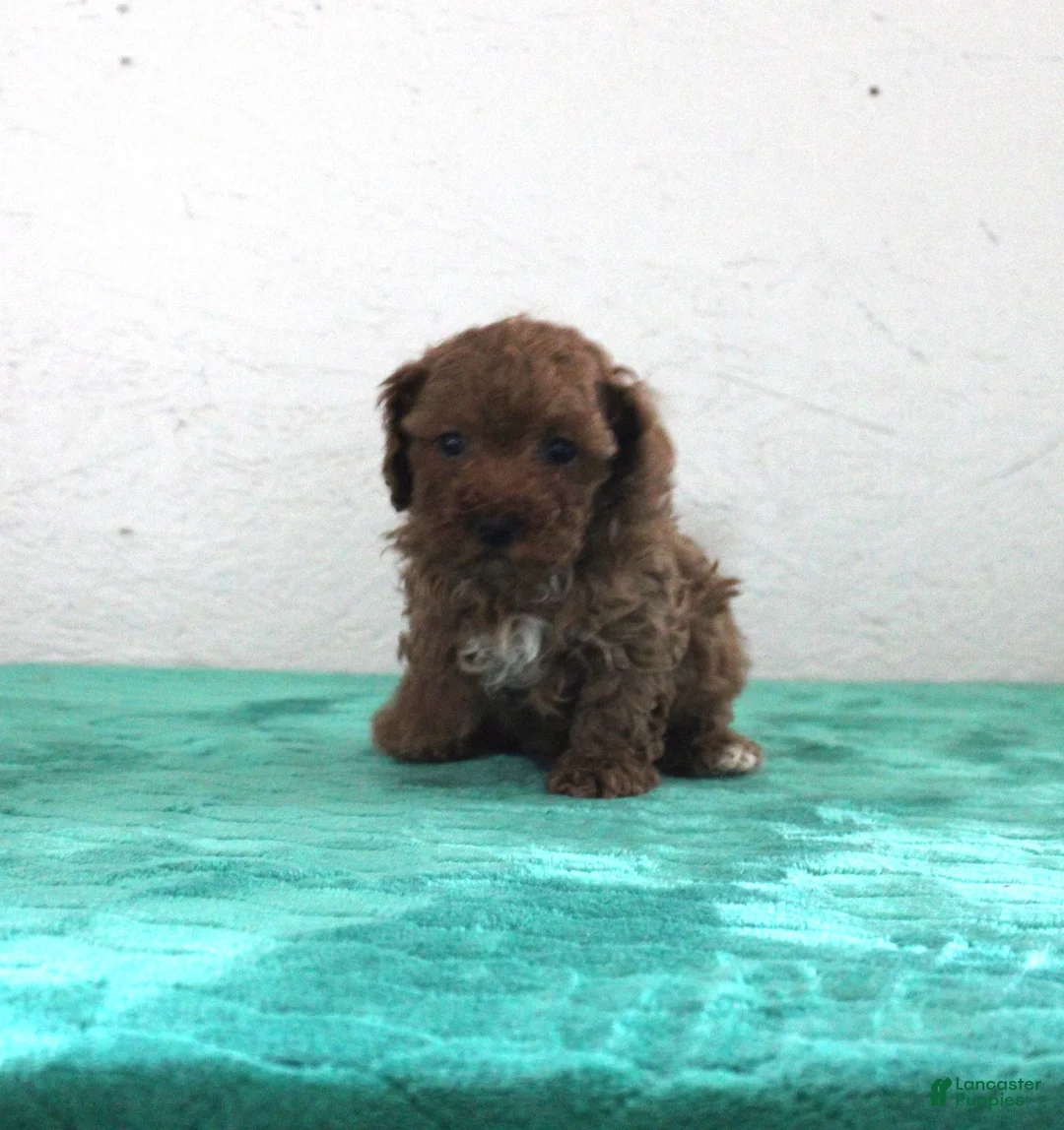 Miniature Poodle dogs for sale: Lilly - Ad 1