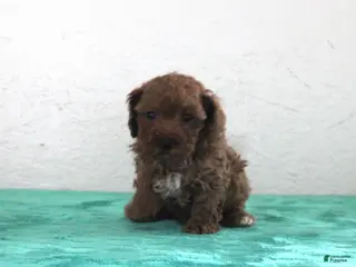 Miniature Poodle dogs for sale: Lilly - Ad 1