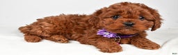 Cavapoo dogs for sale: Jo - Ad 7