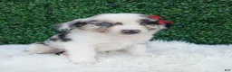 Australian Shepherd dogs for sale: Marshall  - Ad 2