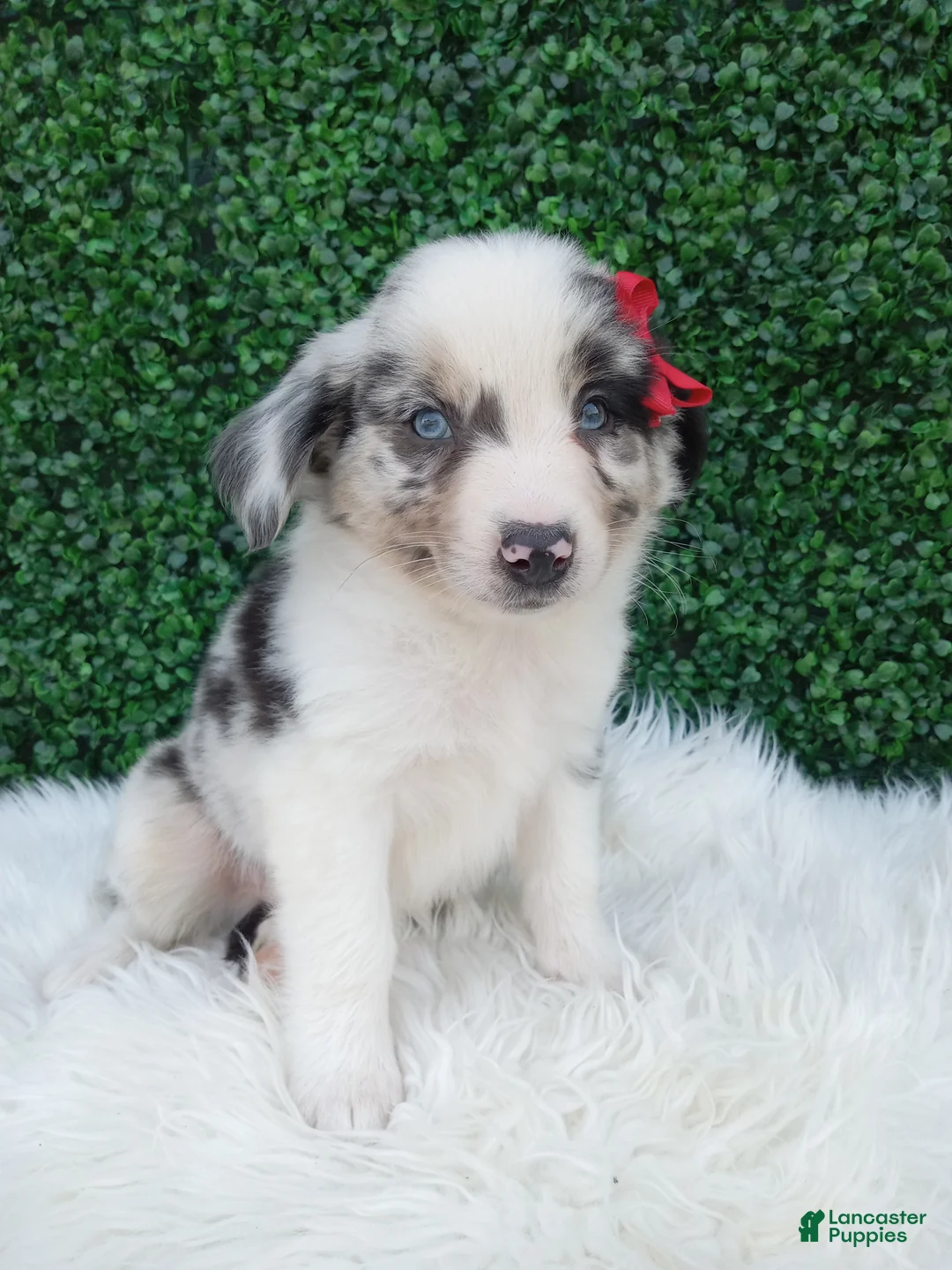 Australian Shepherd dogs for sale: Marshall  - Ad 2