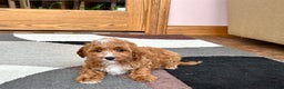 Cavapoo dogs for sale: Cavapoo F1b Male Puppy 1 - Ad 8