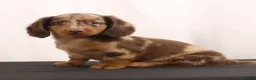 Dachshund dogs for sale: Duke - Ad 11