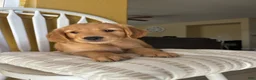 Golden Retriever dogs for sale: Golden Retriever Purple  - Ad 1