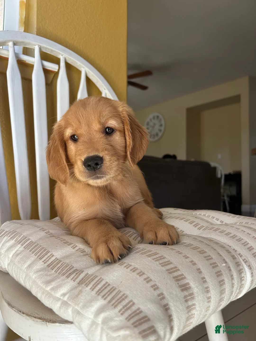 Golden Retriever dogs for sale: Golden Retriever Purple  - Ad 1